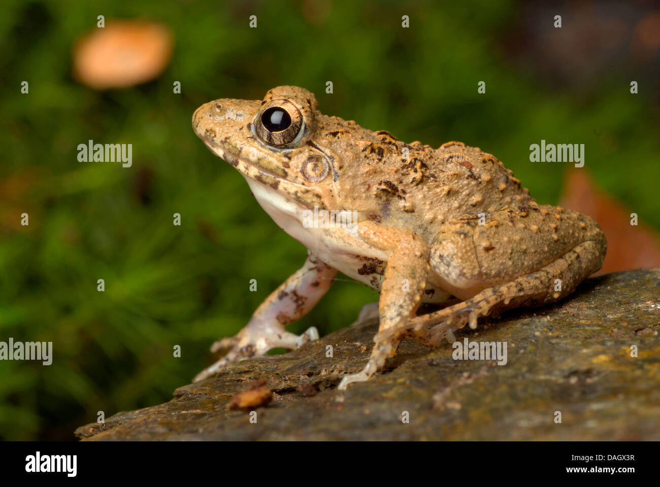 Langbeinige Cricket Frosch, Alpine Cricket Frosch, indische Reis Frosch (Fejervarya Limnocharis, Fejervarya Syhadrensis), sitzend auf einem Stein Owen Stockfoto