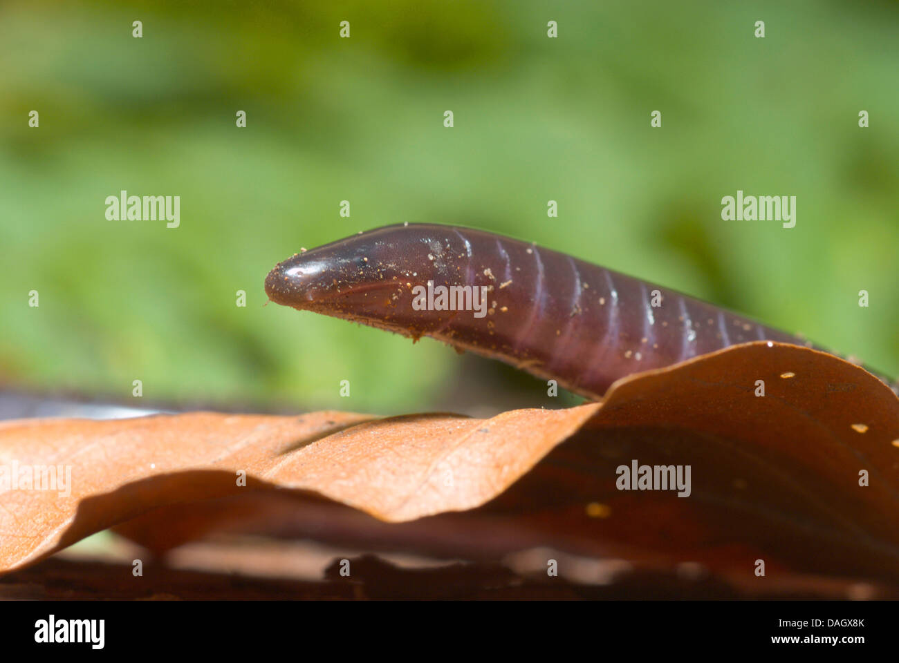 Gaboon caecilian herpele squalostoma Fotos und Bildmaterial in hoher