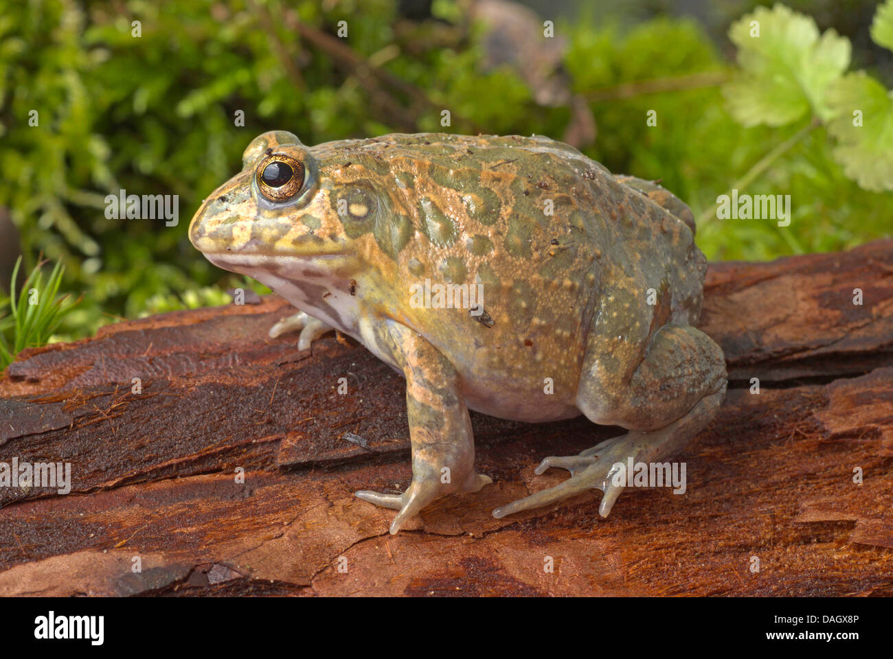 Reich verzierte Frosch (Hildebrandtia Ornata), auf Rinde Stockfoto