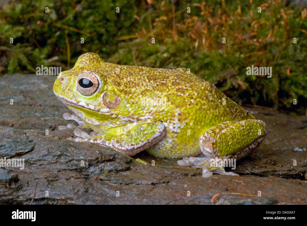 Bellender Baumfrosch (Hyla Gratiosa), auf einem Stein Stockfoto