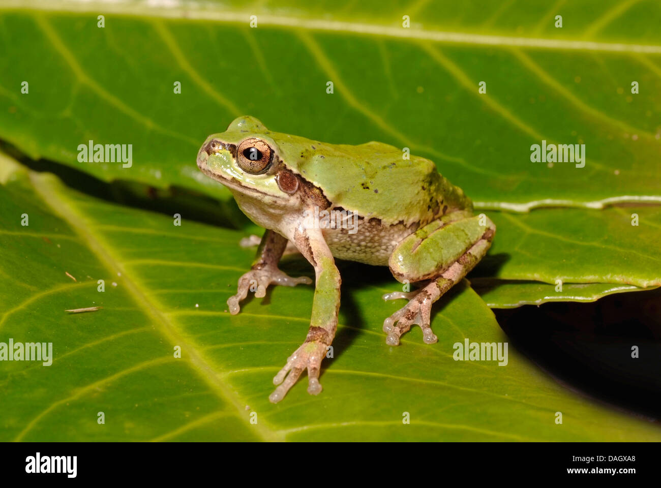 Japanischer Laubfrosch (Hyla Japonica), auf einem Blatt Stockfoto