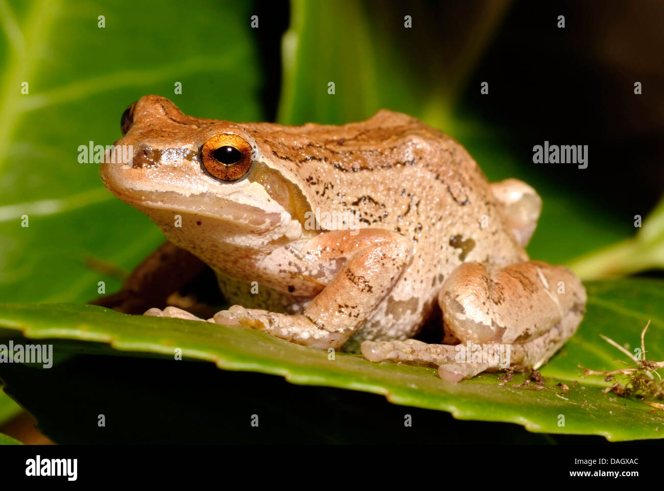 Paific Laubfrosch, Pacific Chor-Frosch (Hyla Regilla,, Pseudacris Regilla), auf einem Blatt Stockfoto