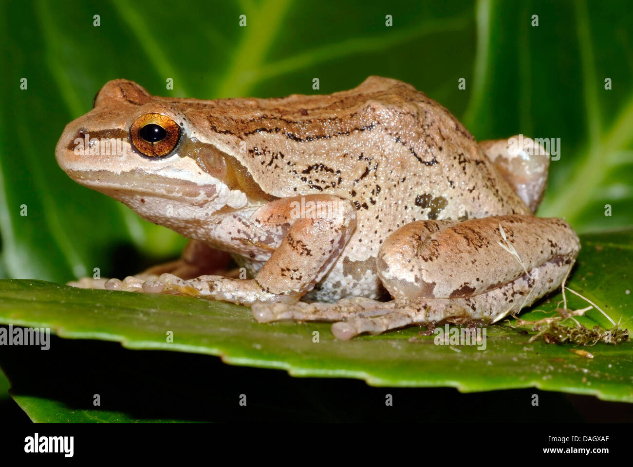 Paific Laubfrosch, Pacific Chor-Frosch (Hyla Regilla,, Pseudacris Regilla), auf einem Blatt Stockfoto