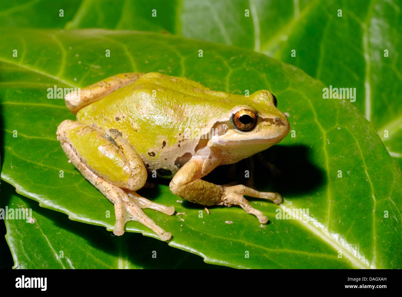 Paific Laubfrosch, Pacific Chor-Frosch (Hyla Regilla,, Pseudacris Regilla), auf einem Blatt Stockfoto