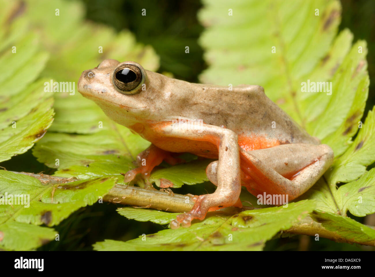 Reed-Frosch (Hyperolius Glandicolor) auf Farn Stockfoto