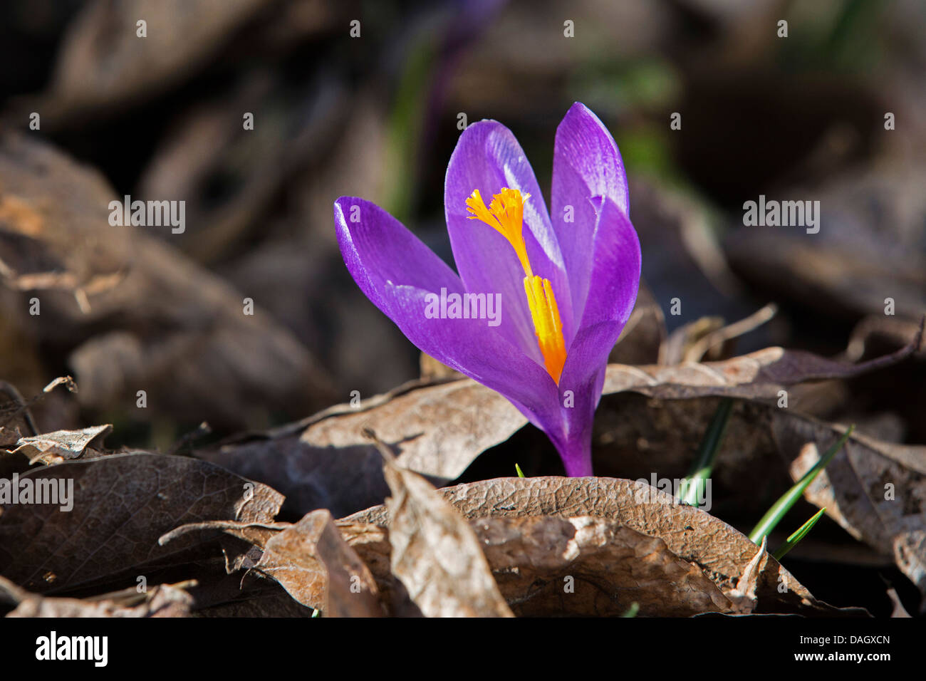 Niederländische Krokus, Frühlings-Krokus (Crocus Vernus, Crocus Neapolitanus) blühen unter Laub, Deutschland Stockfoto
