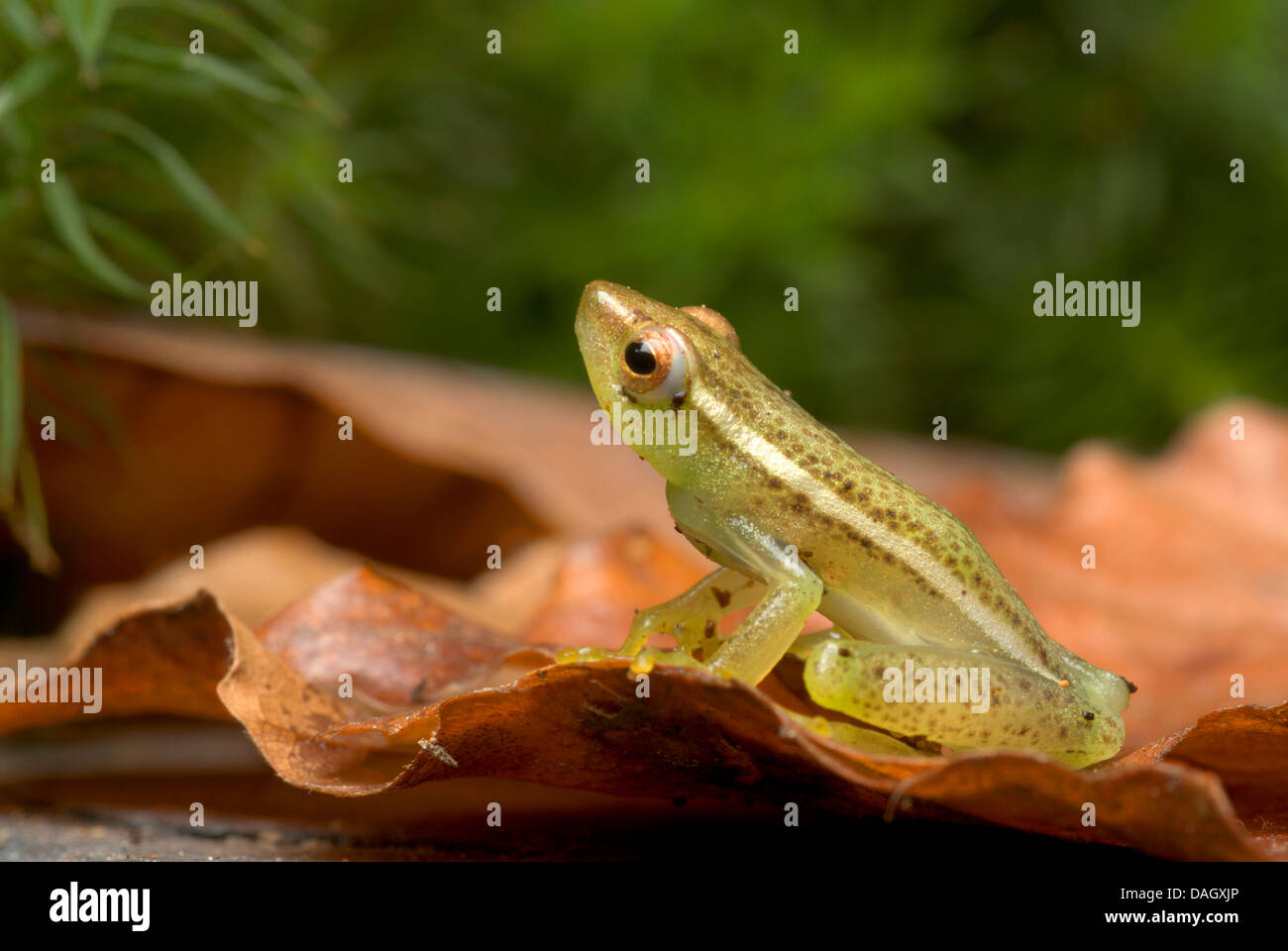 Longnose Reed Frosch, Sharp-nosed afrikanische Reed Frosch (Hyperolius Nasutus) auf braunen Blatt Stockfoto