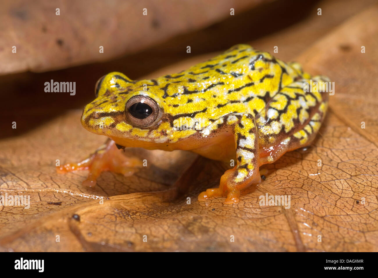 Reed-Frosch (Hyperolius spec.), auf braune Blatt Stockfoto