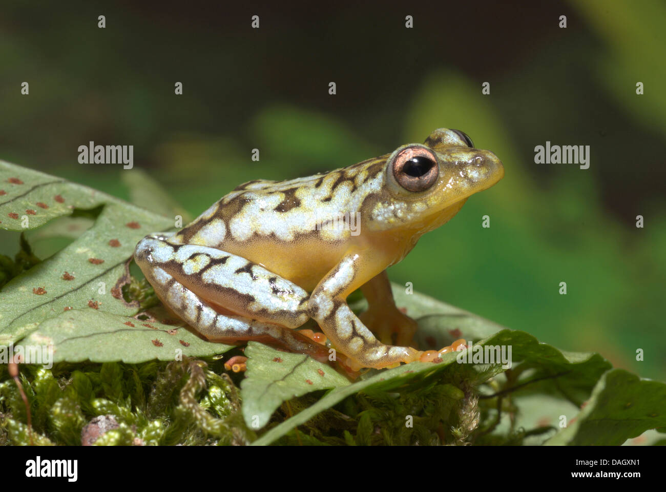 Reed-Frosch (Hyperolius spec.), auf ein Blatt Stockfoto