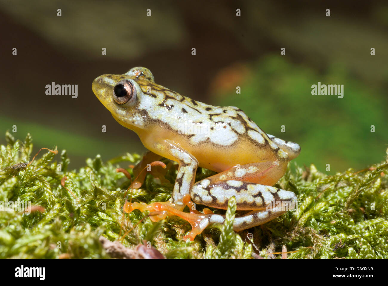 Reed-Frosch (Hyperolius spec.), auf Moos Stockfoto