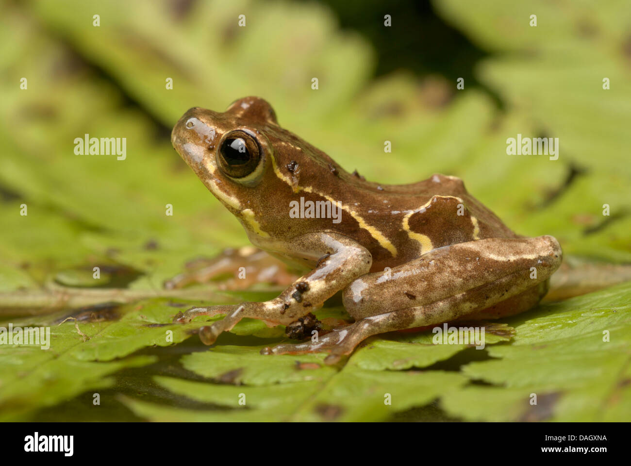 Reed-Frosch (Hyperolius spec.), auf ein Blatt Stockfoto