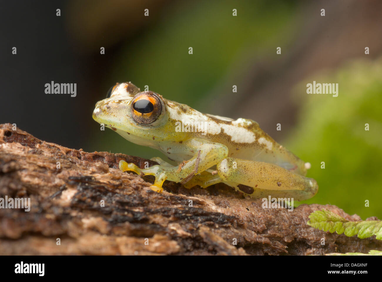 Reed-Frosch (Hyperolius Spinigularis), auf Rinde Stockfoto