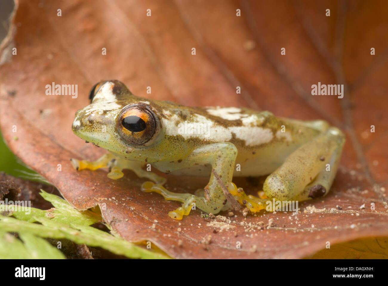 Reed-Frosch (Hyperolius Spinigularis), auf braune Blatt Stockfoto