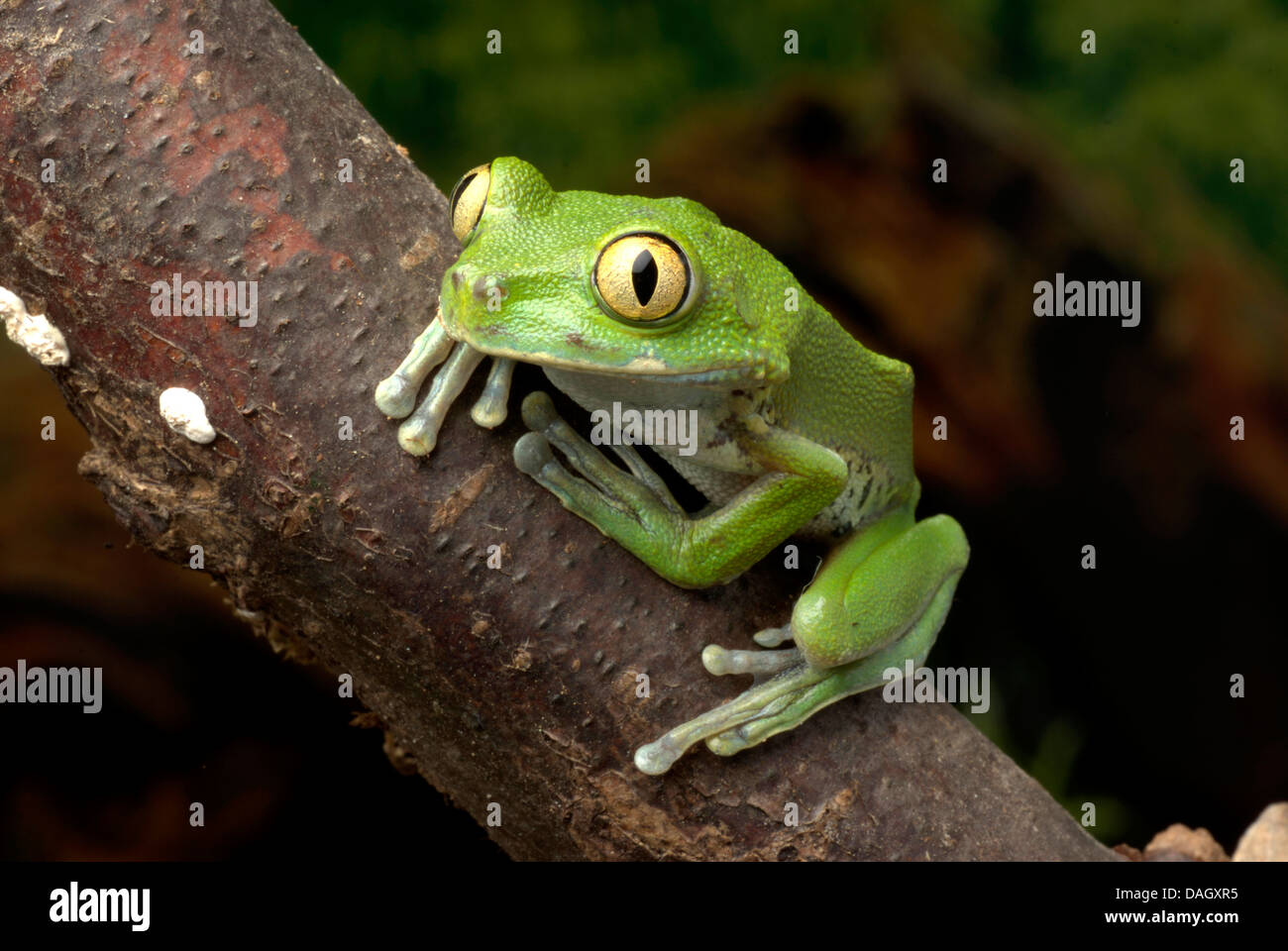 Wald-Laubfrosch (Leptopelis Spec), grünen Wald Laubfrosch aus Kamerun Stockfoto