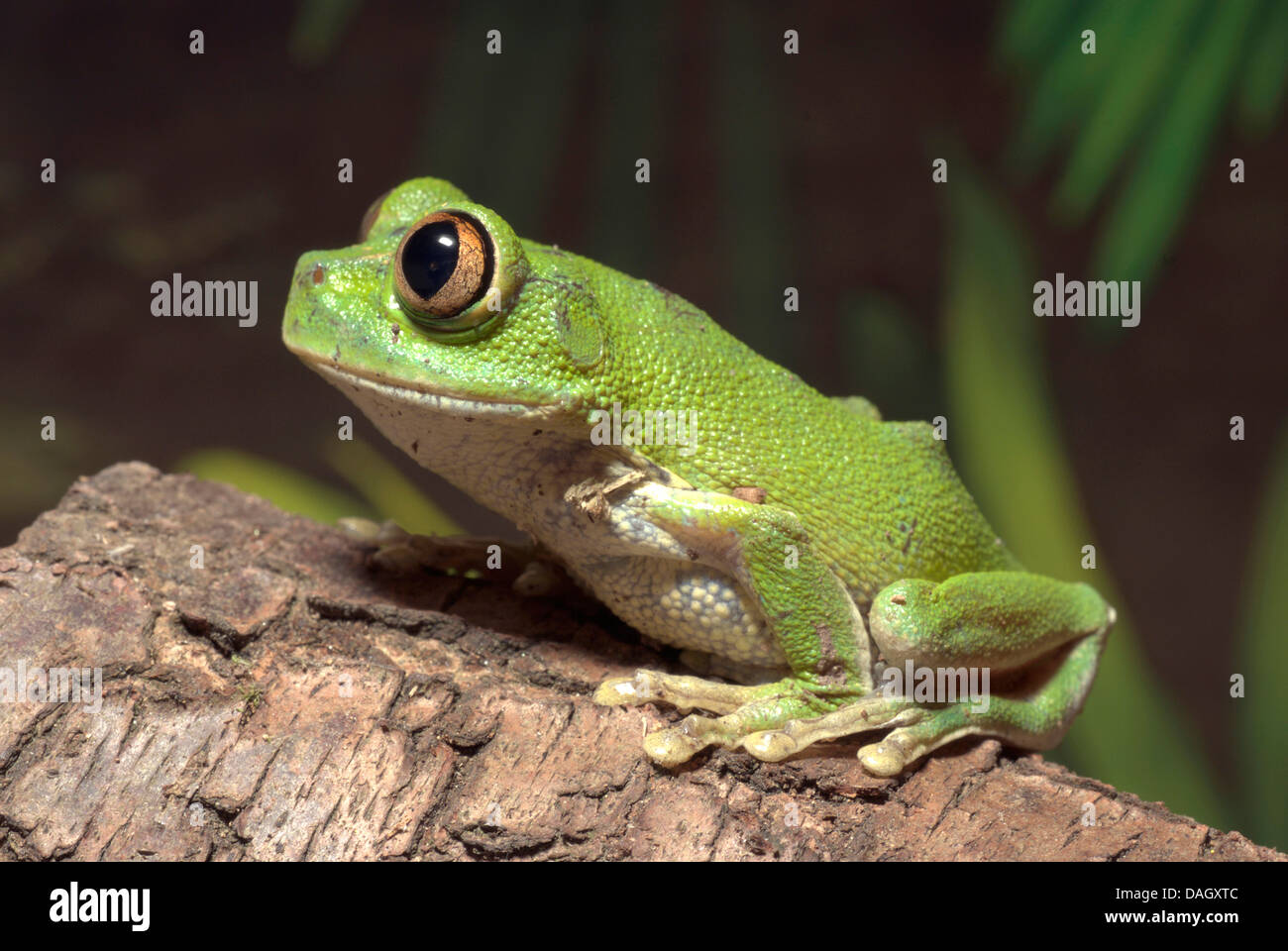 Big Eyed Frog, Pfau Laubfrosch (Leptopelis Vermiculatus), auf einem Ast Stockfoto