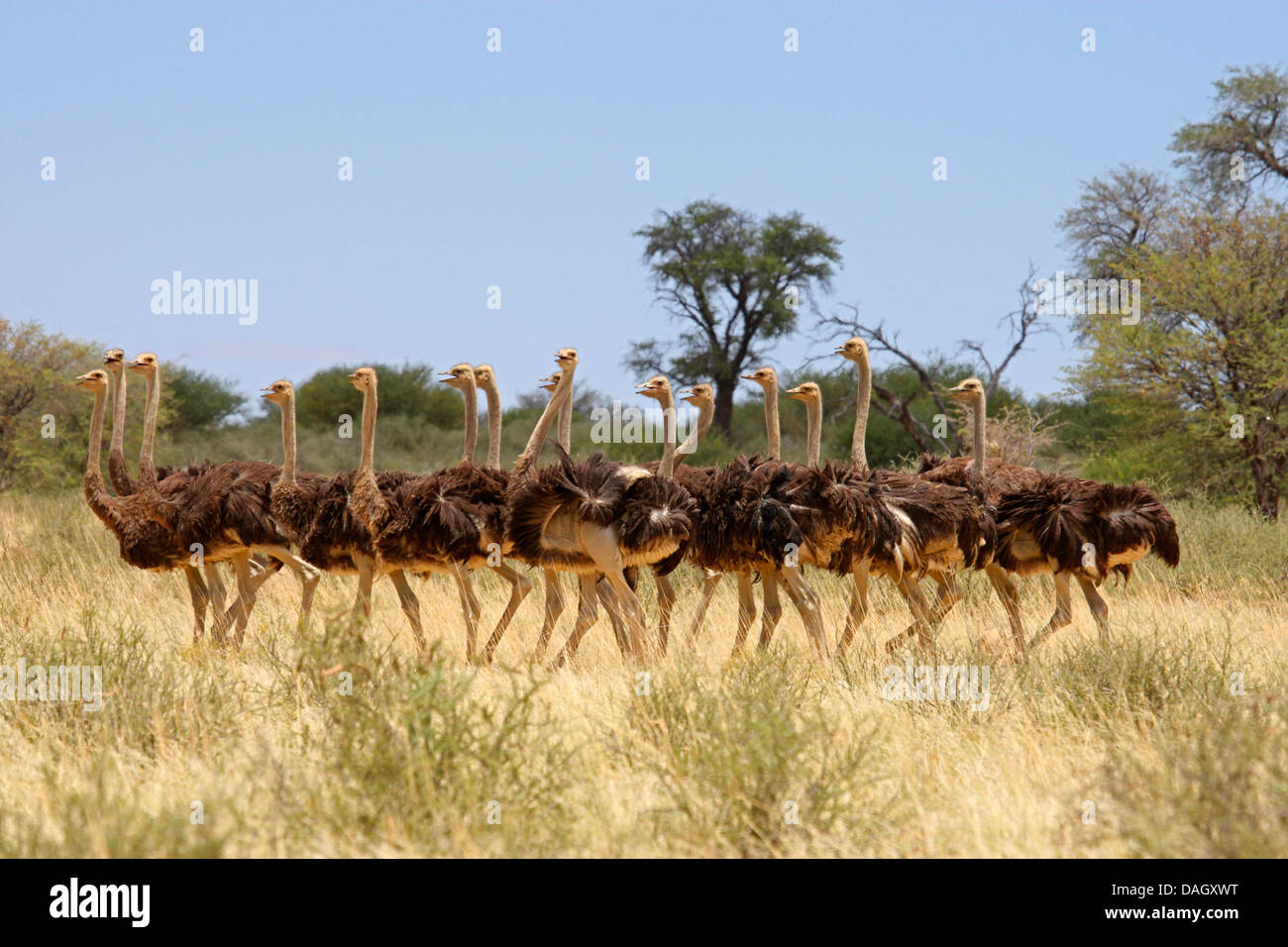 Strauß (Struthio Camelus), eine Gruppe von mehreren jungen Männern in der Savanne, Südafrika Kgalagadi Transfrontier National Park Stockfoto