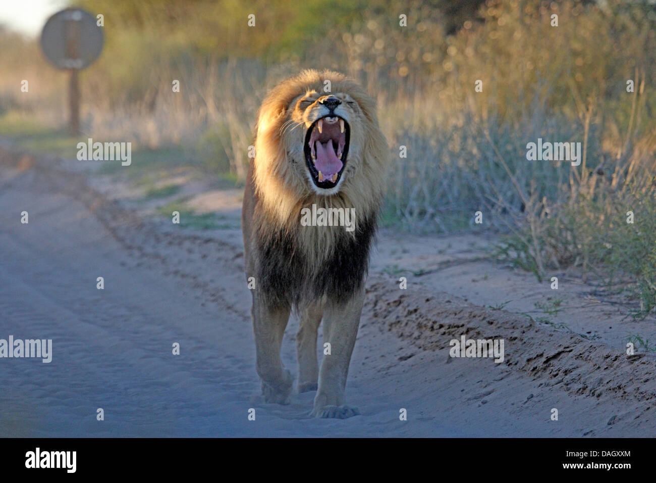 Löwe (Panthera Leo), Mann zu Fuß auf einer staubigen Straße Gähnen, Südafrika Kgalagadi Transfrontier National Park Stockfoto