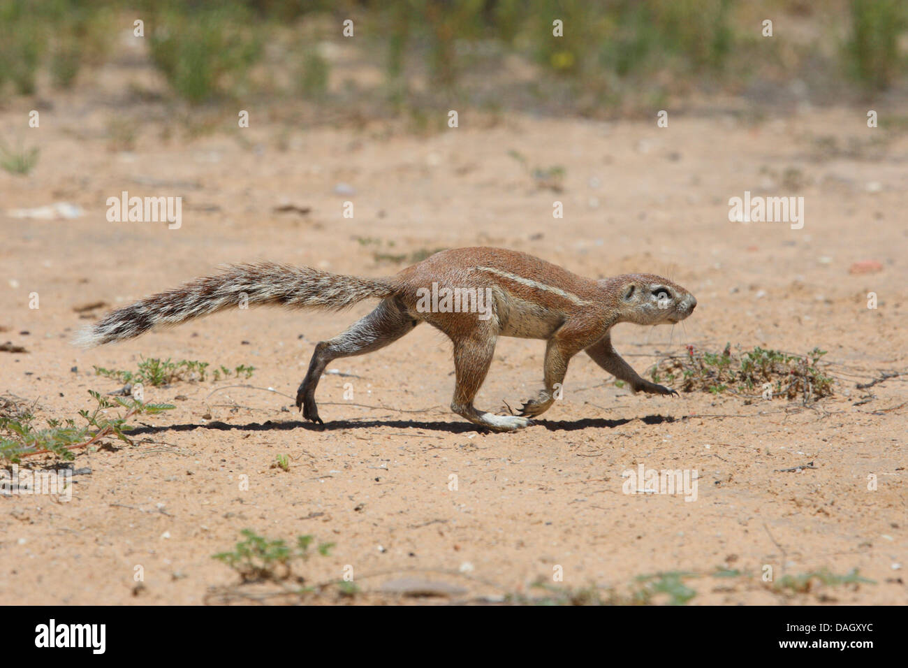 Südafrikanische Grundeichhörnchen, Kap-Borstenhörnchen (Geosciurus Inauris, Xerus Inauris), Fuß über Boden Boden, Südafrika Kgalagadi Transfrontier National Park Stockfoto