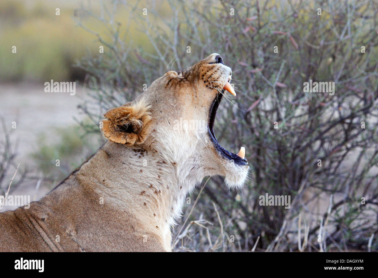 Löwe (Panthera Leo), Porträt von einem gähnenden weiblich, Südafrika, Kgalagadi Transfrontier National Park Stockfoto
