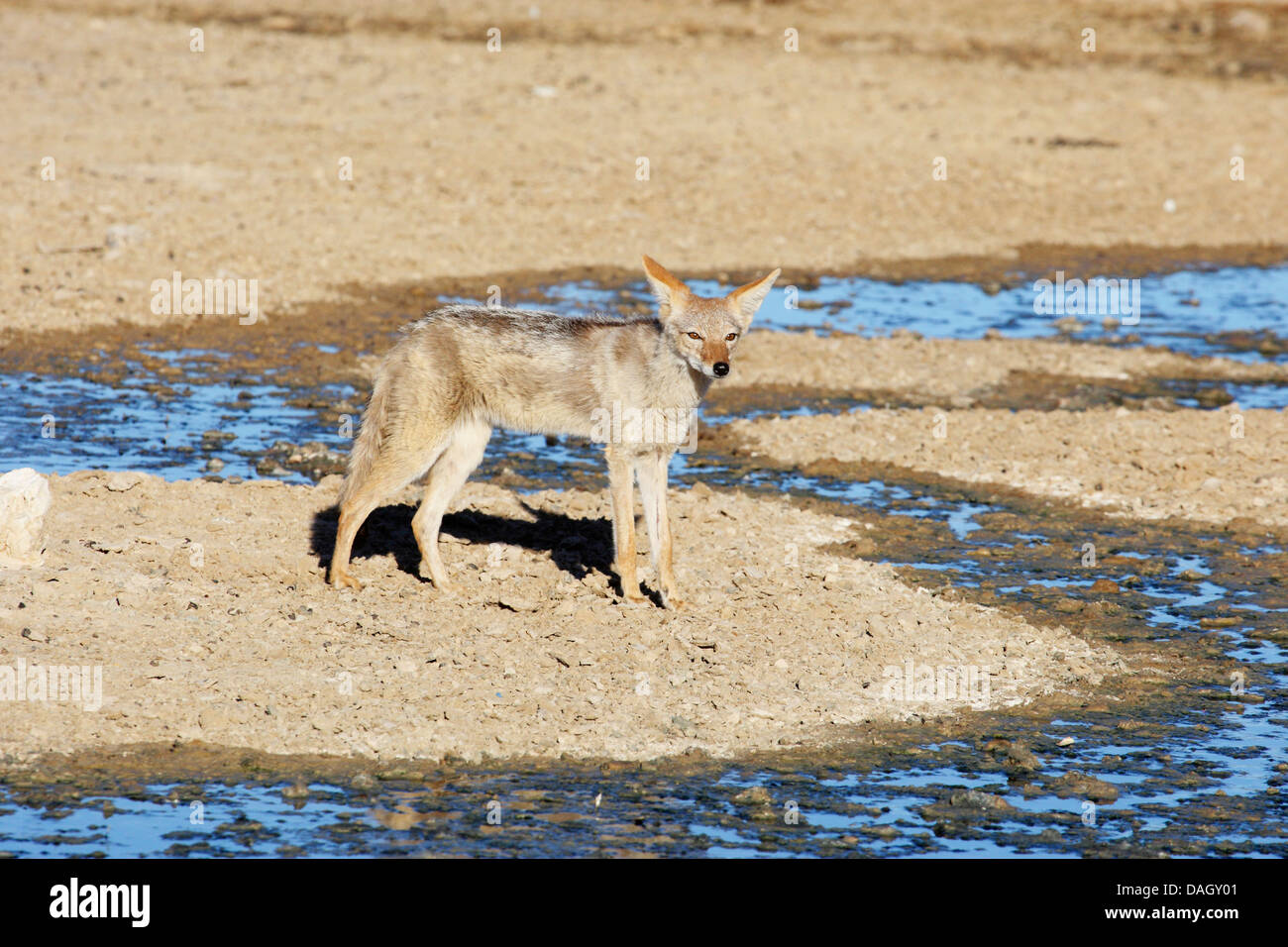 Black-backed Jackal (Canis Mesomelas), stehend auf einem Wasserlauf Trockenlauf, Südafrika Kgalagadi Transfrontier National Park Stockfoto