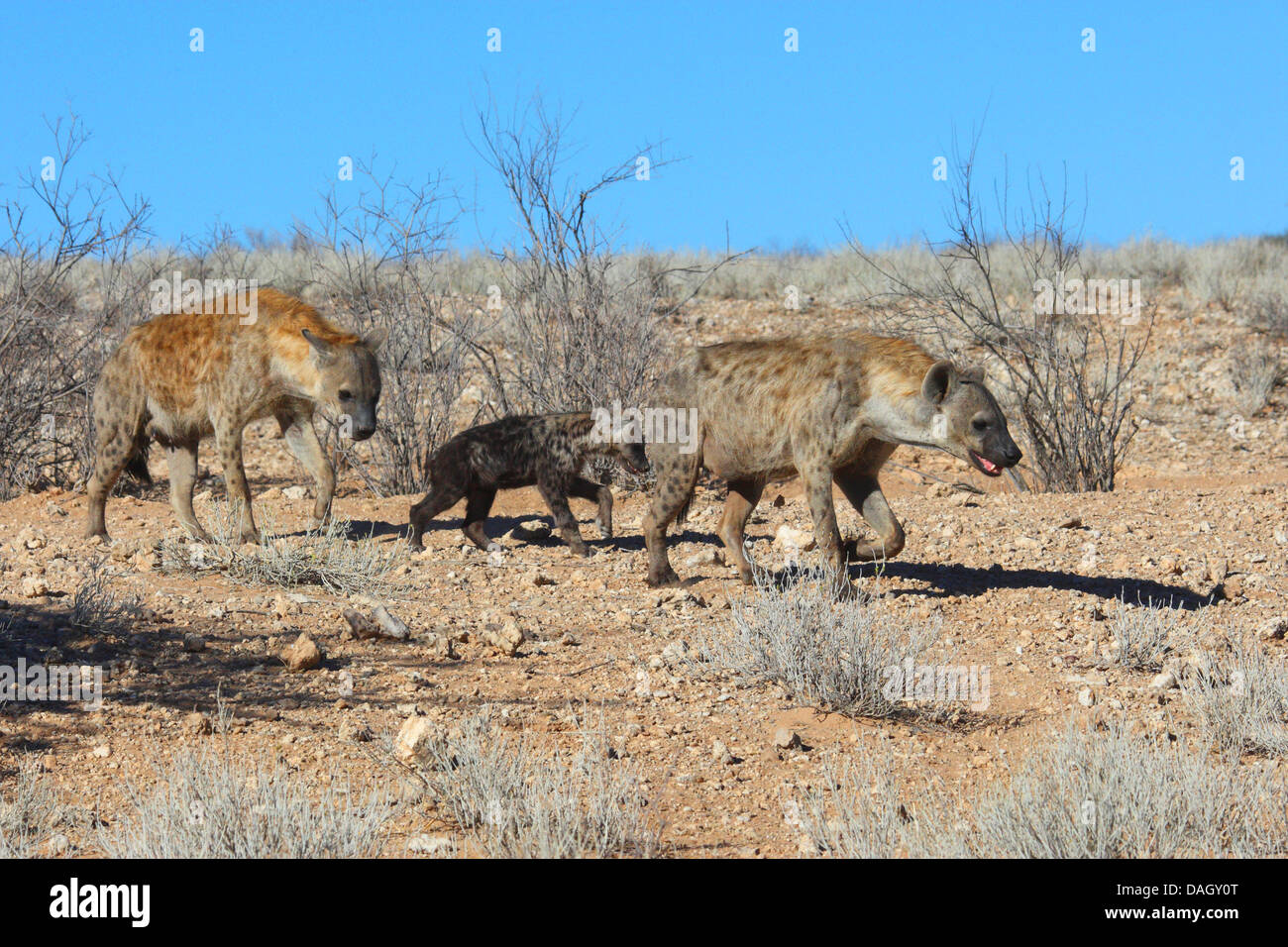 Hyänen (Crocuta Crocuta), entdeckt Clan mit Jugendlichen zu Fuß durch die Savanne, Südafrika, Kgalagadi Transfrontier National Park Stockfoto