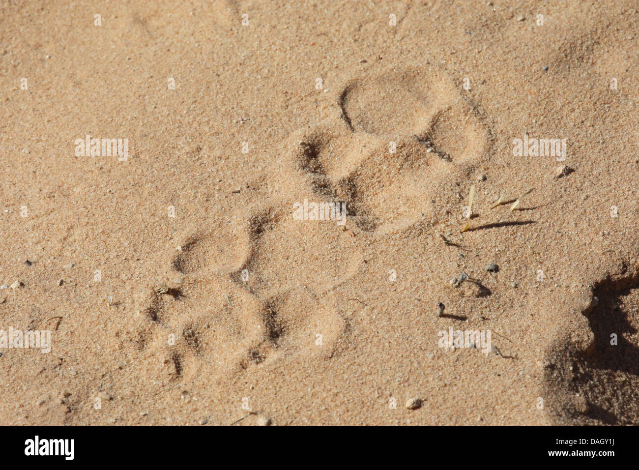 beschmutzte Hyänen (Crocuta Crocuta), druckt Pfote im Sand, Südafrika Kgalagadi Transfrontier National Park Stockfoto