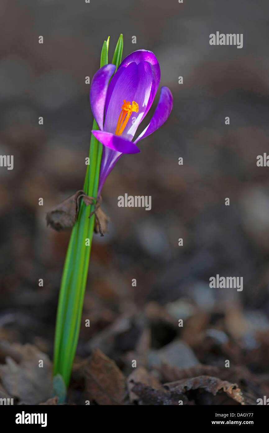 Niederländische Krokus, Frühlings-Krokus (Crocus Vernus, Crocus ...
