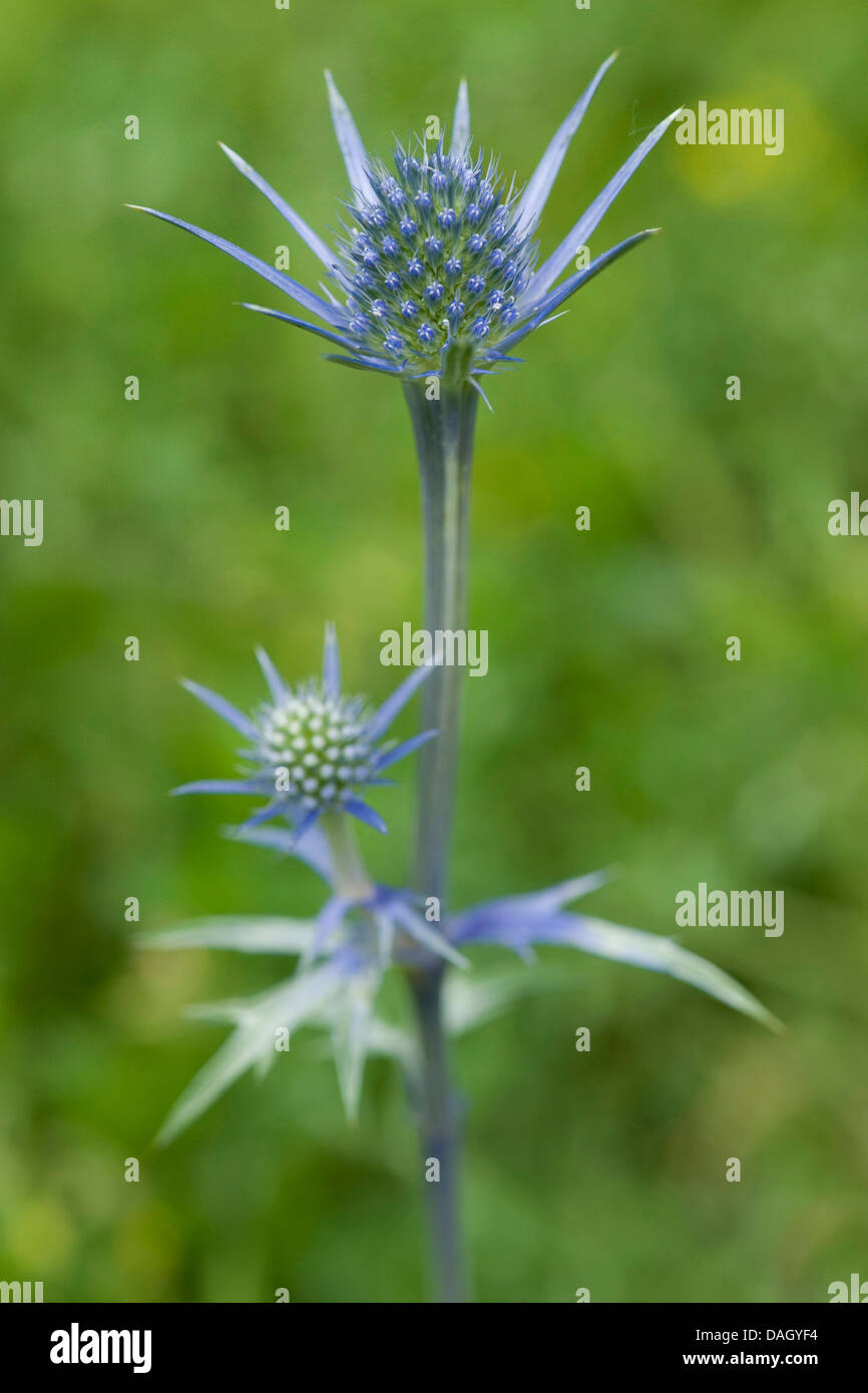 Mittelmeer-Holly (Eryngium Bourgatii), blühen Stockfoto