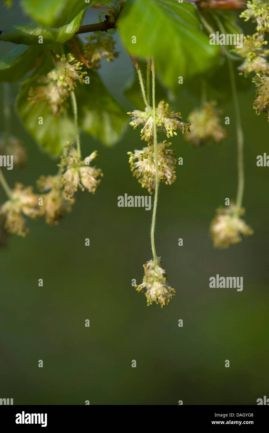 Rotbuche (Fagus Sylvatica), männliche Blütenstände, Deutschland Stockfoto