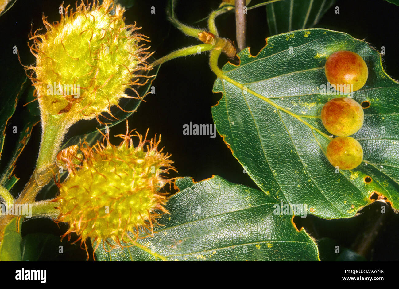 Buche Blatt Gallmücke, Buche Beutel-Gallmücke (Mikiola Fagi), Zweig mit  Früchten von Rotbuche, Gallapfel der Blatt-Gallmücke auf einem Blatt,  Deutschland Stockfotografie - Alamy