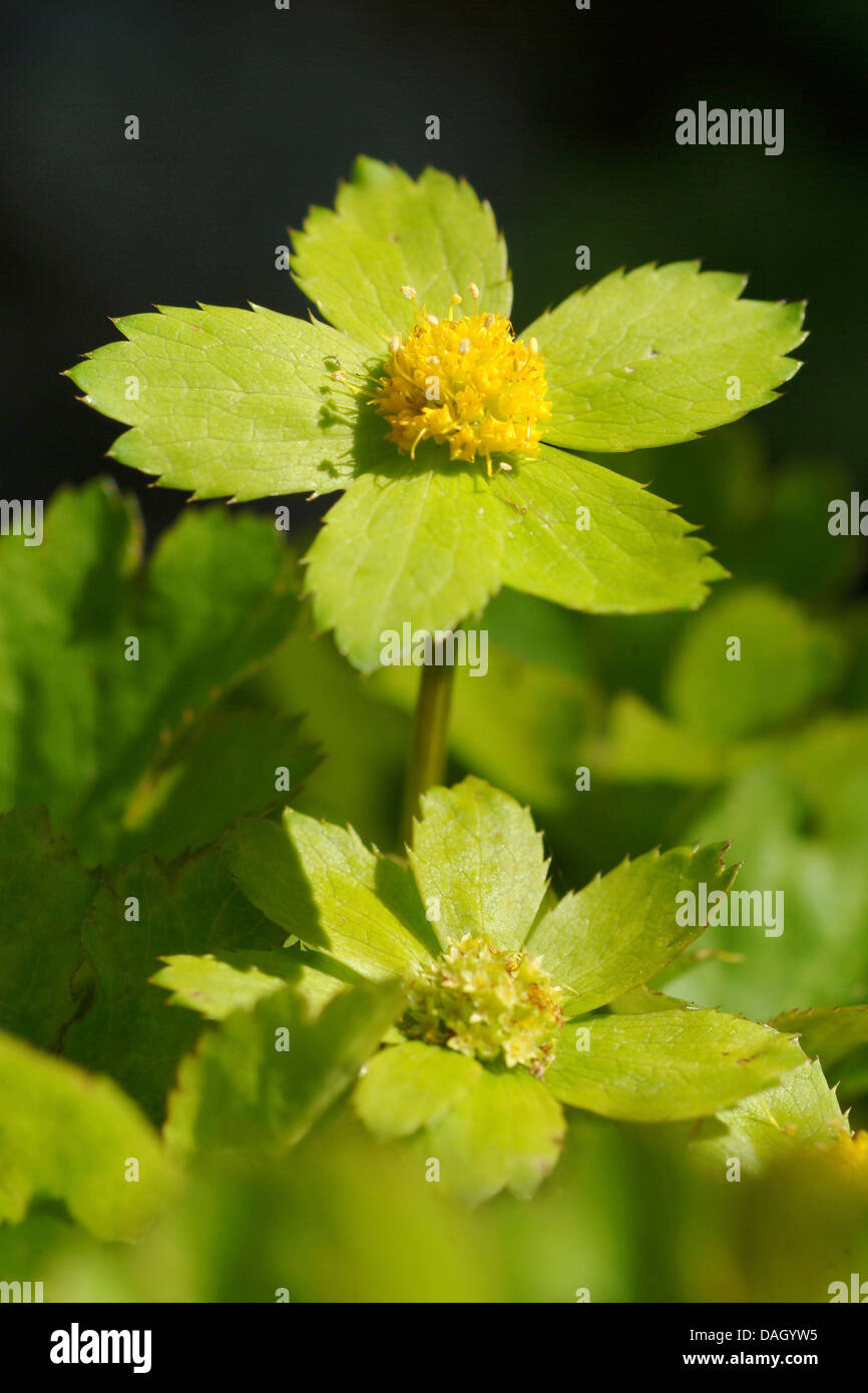 Zwerg Sterndolde (Hacquetia Epipactis), blühen, Österreich Stockfoto