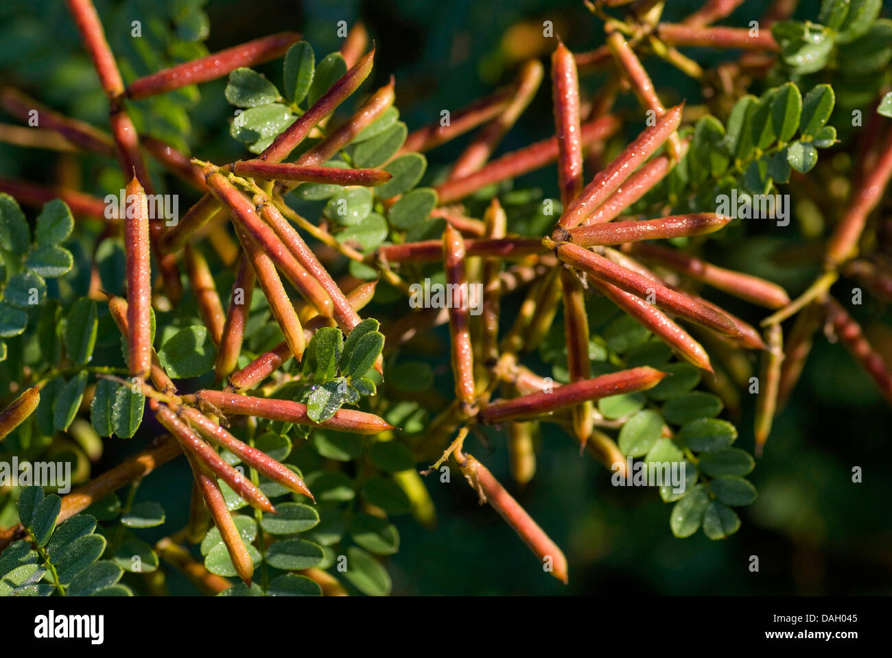 echte Indigo (Indigofera Tinctoria), mit Früchten Stockfoto