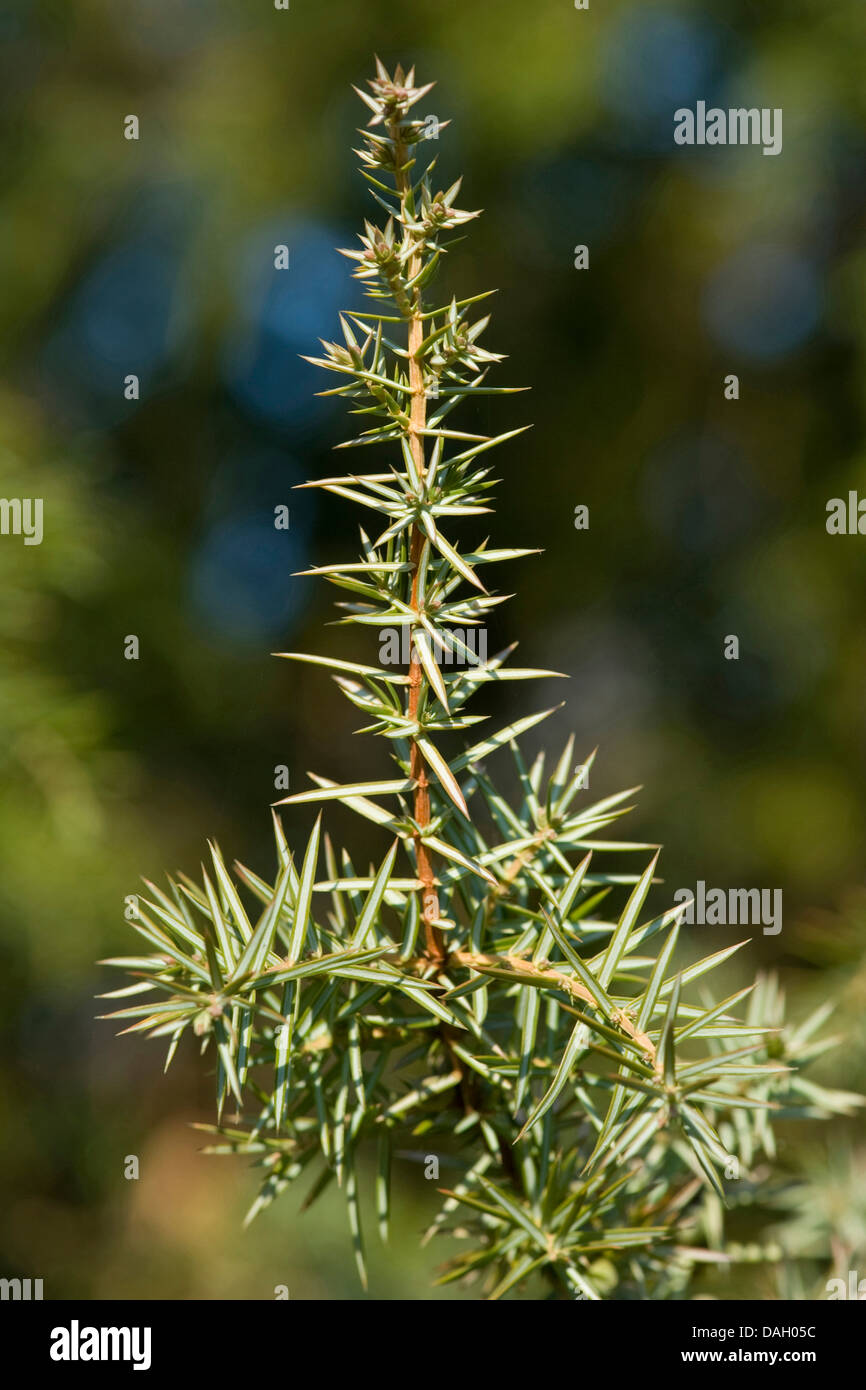 Gemeine Wacholder, Boden Wacholder (Juniperus Communis), Zweig mit Blättern, Deutschland Stockfoto