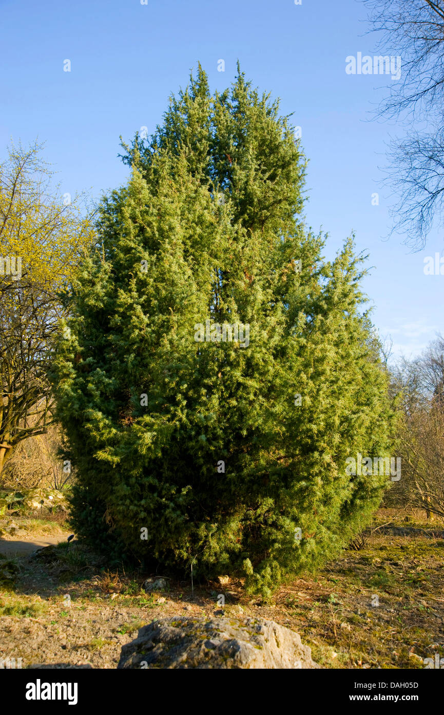 Gemeine Wacholder, Boden Wacholder (Juniperus Communis), Gewohnheit, Deutschland Stockfoto