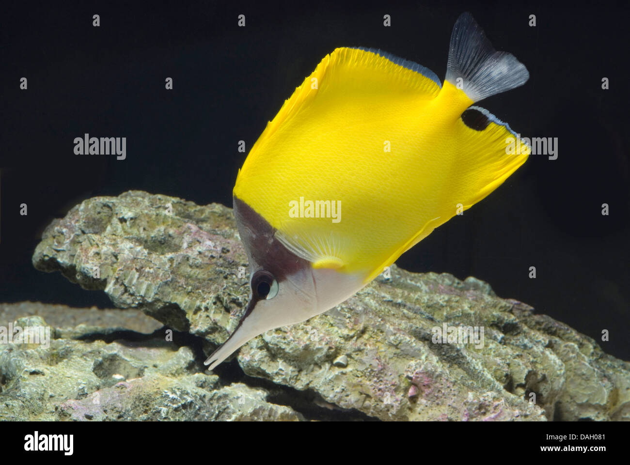 langem Schnabel Butterflyfish, Langnasen Butterflyfish (Forcipiger Flavissimus), Schwimmen Stockfoto
