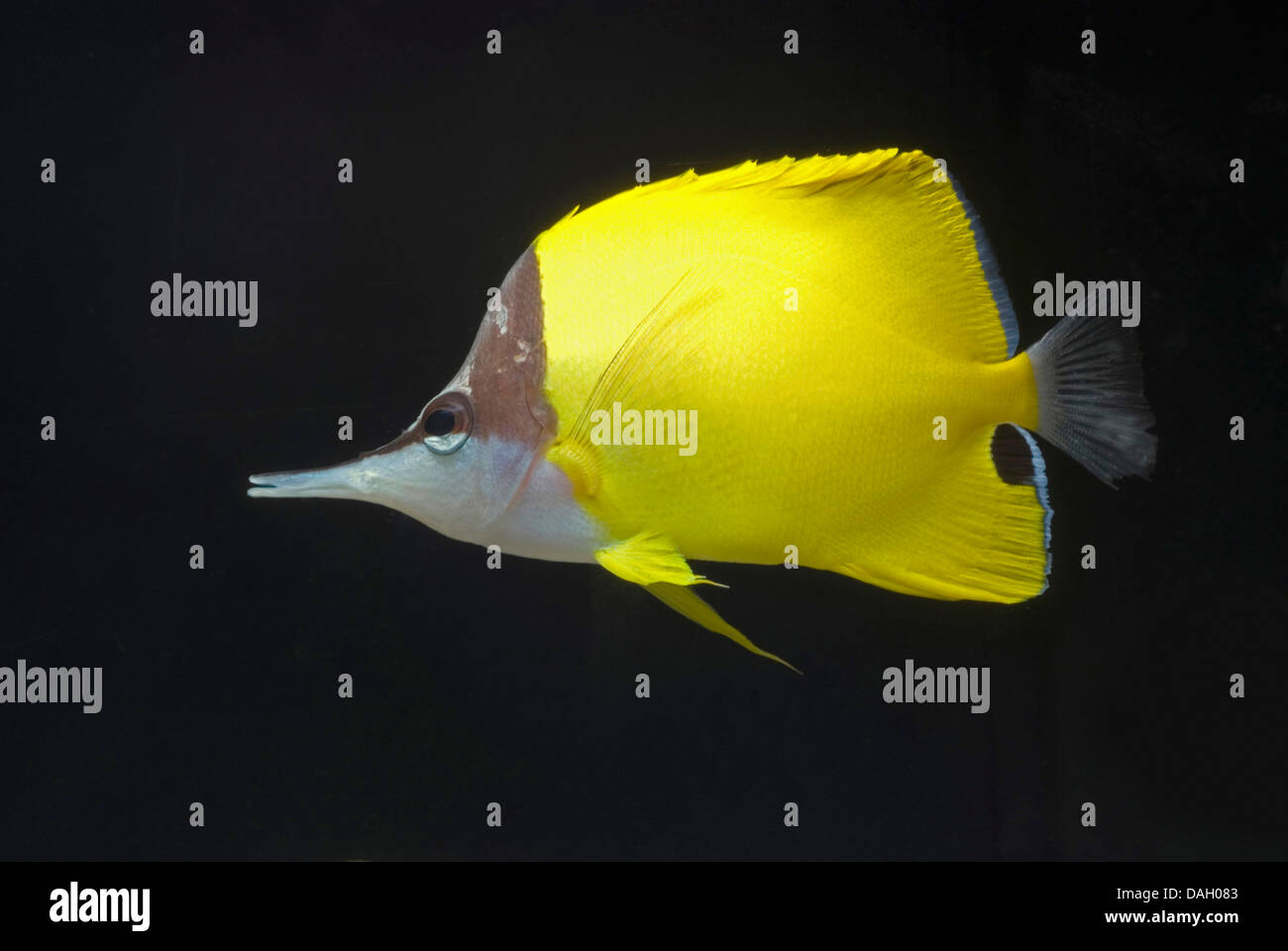 langem Schnabel Butterflyfish, Langnasen Butterflyfish (Forcipiger Flavissimus), Schwimmen Stockfoto