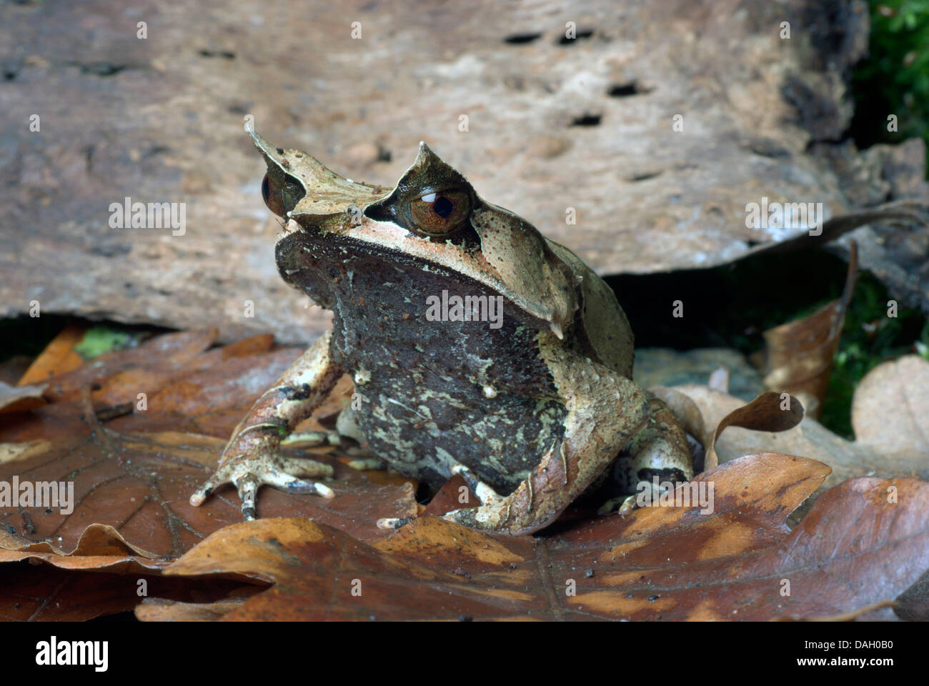 Langnasen-gehörnten Frosch, malaiische gehörnten Frosch, malaiische Blatt Frosch (Megophrys Nasuta), auf Blätter im Herbst Stockfoto