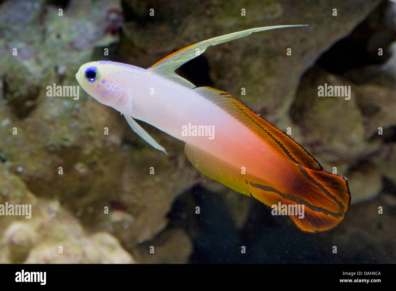 Feuer Dartfish, Feuer Grundel, Orange FireFish (Nemateleotris Magnifica), Schwimmen Stockfoto