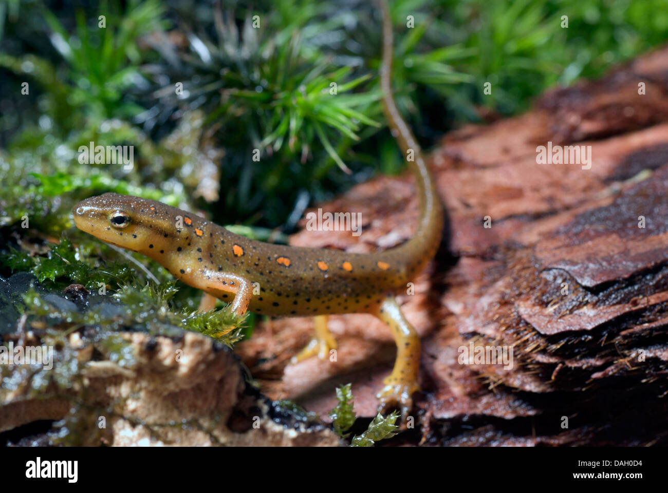 EFT, Red spotted Newt, rot Eft, östlichen Newt (Notophthalmus Viridescens), auf einem Stein Stockfoto