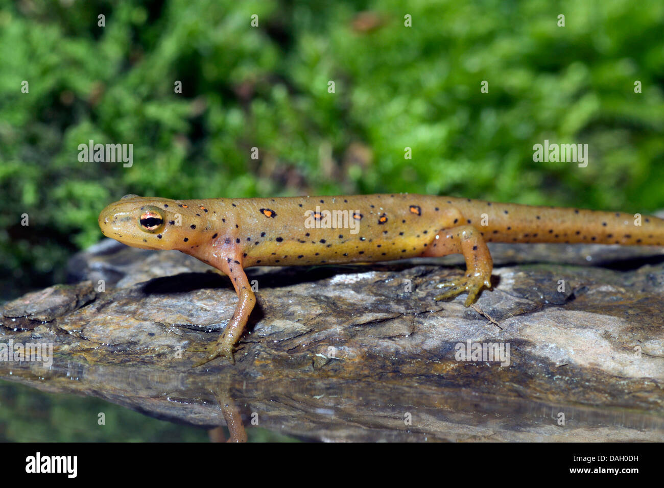 EFT, Red spotted Newt, rot Eft, östlichen Newt (Notophthalmus Viridescens), auf einem Stein Stockfoto