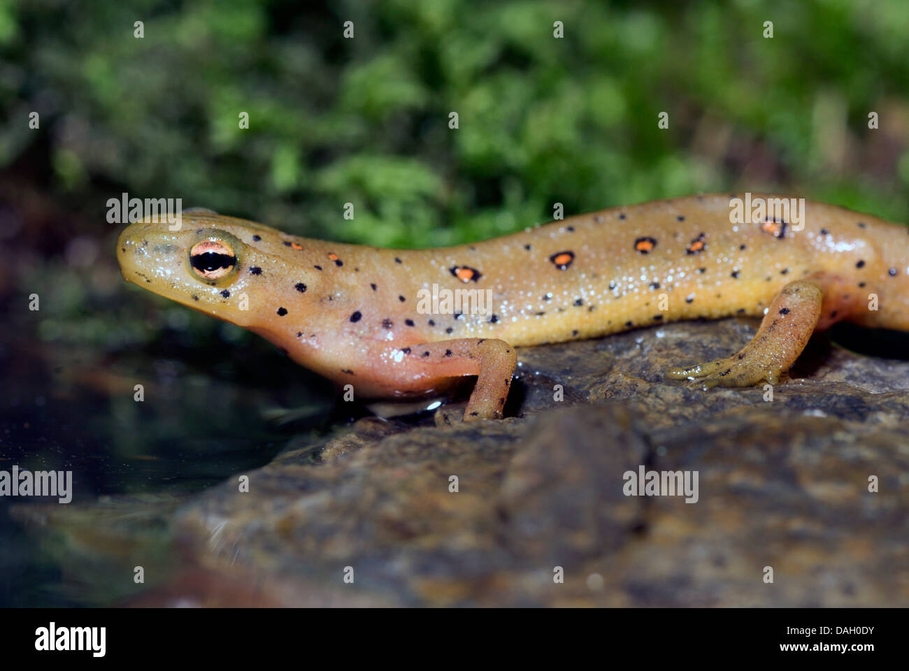 EFT, Red spotted Newt, rot Eft, östlichen Newt (Notophthalmus Viridescens), auf einem Stein Stockfoto