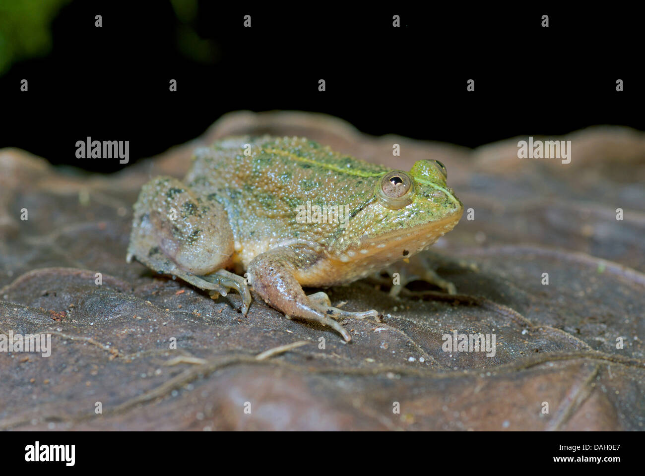Pfütze-Frosch, schwebenden Frosch (Occidozyga Lima), Indonesisch braun  Blatt grün Stockfotografie - Alamy