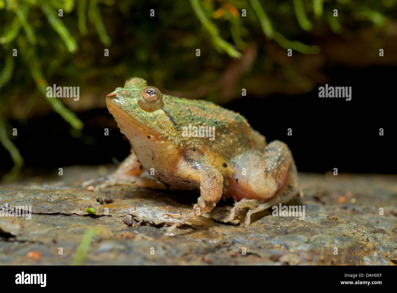 Grüne Pfütze-Frosch, Indonesisch schwebenden Frosch (Occidozyga Lima), auf  einem Stein Stockfotografie - Alamy