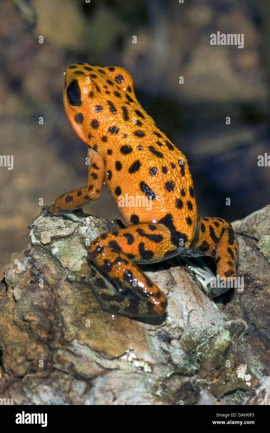 Strawberry Poison-Titelkarte Frosch, rot und blau Poison Arrow Frog, Flaming Poison Arrow Frog, Blue Jeans Poison Dart Frog (Dendrobates Pumilio, Oophaga Pumilio), auf einem Stein Stockfoto