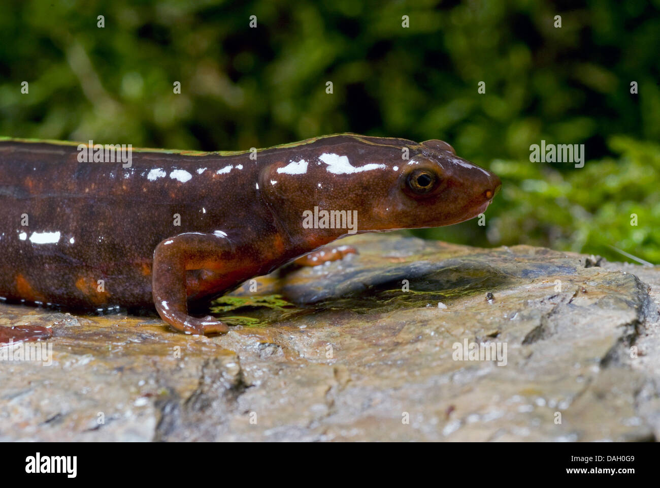 Unterstein Newt (Pachytriton Labiatus), Porträt Stockfoto