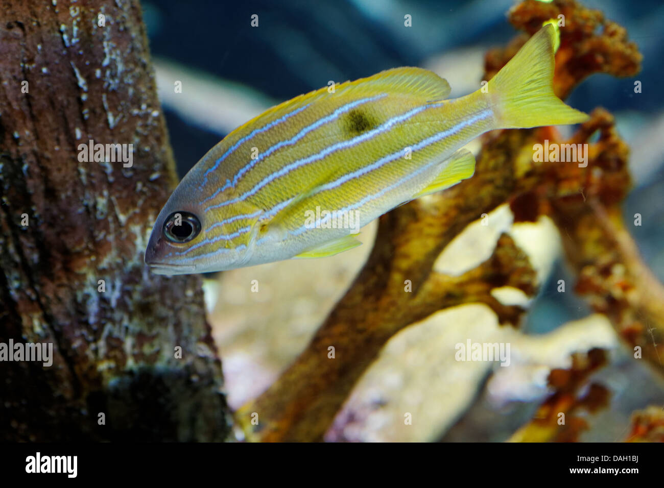 Halten Grunzen, Haemulon sciurus Stockfoto