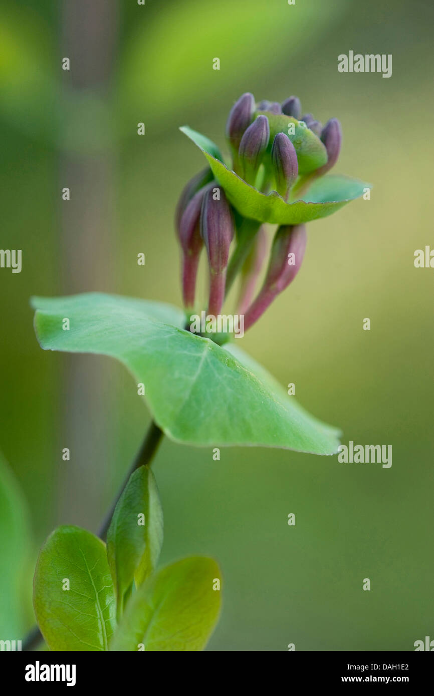 Italienische Geißblatt, italienische Woodbine, perfoliate Geißblatt (Lonicera Caprifolium), Blütenknospen Stockfoto