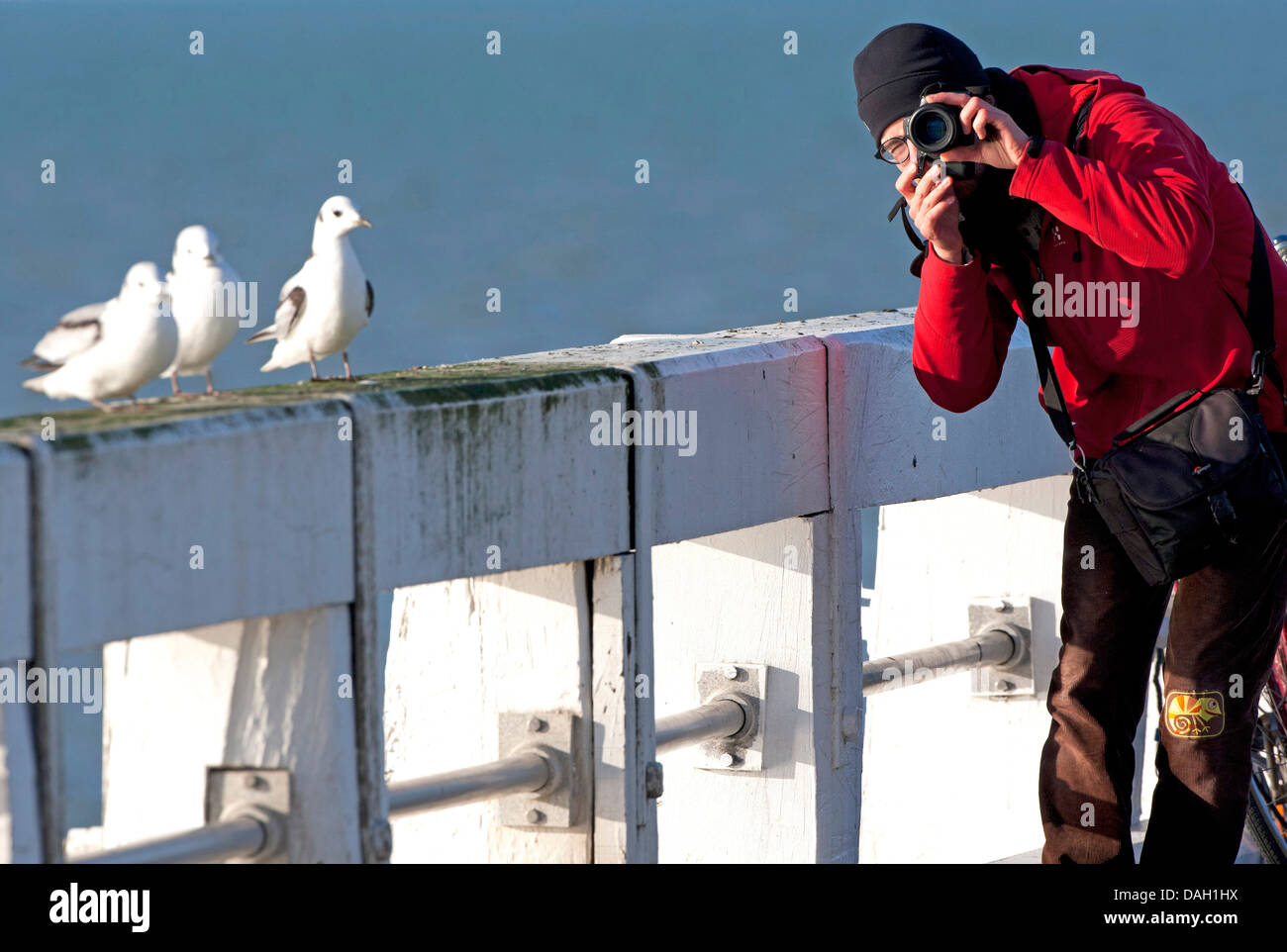 nördlichen Fulmar (Fulmarus Cyclopoida), Fotograf und Sturmvögel an der Nordsee, Belgien, Nieuwpoort Stockfoto