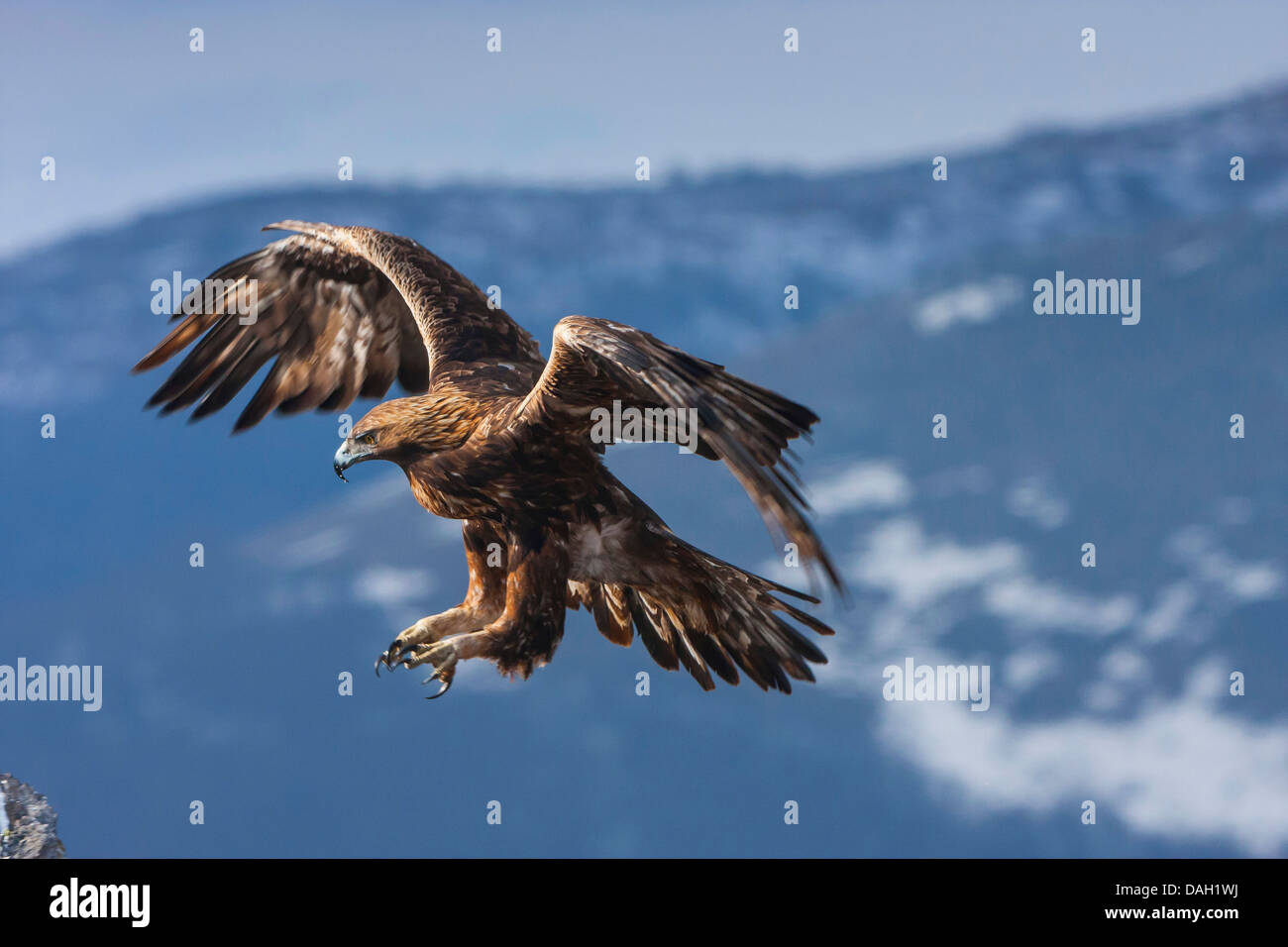 Steinadler (Aquila Chrysaetos), Landung, Sliven, Bulgarien, Sredna Gora Stockfoto