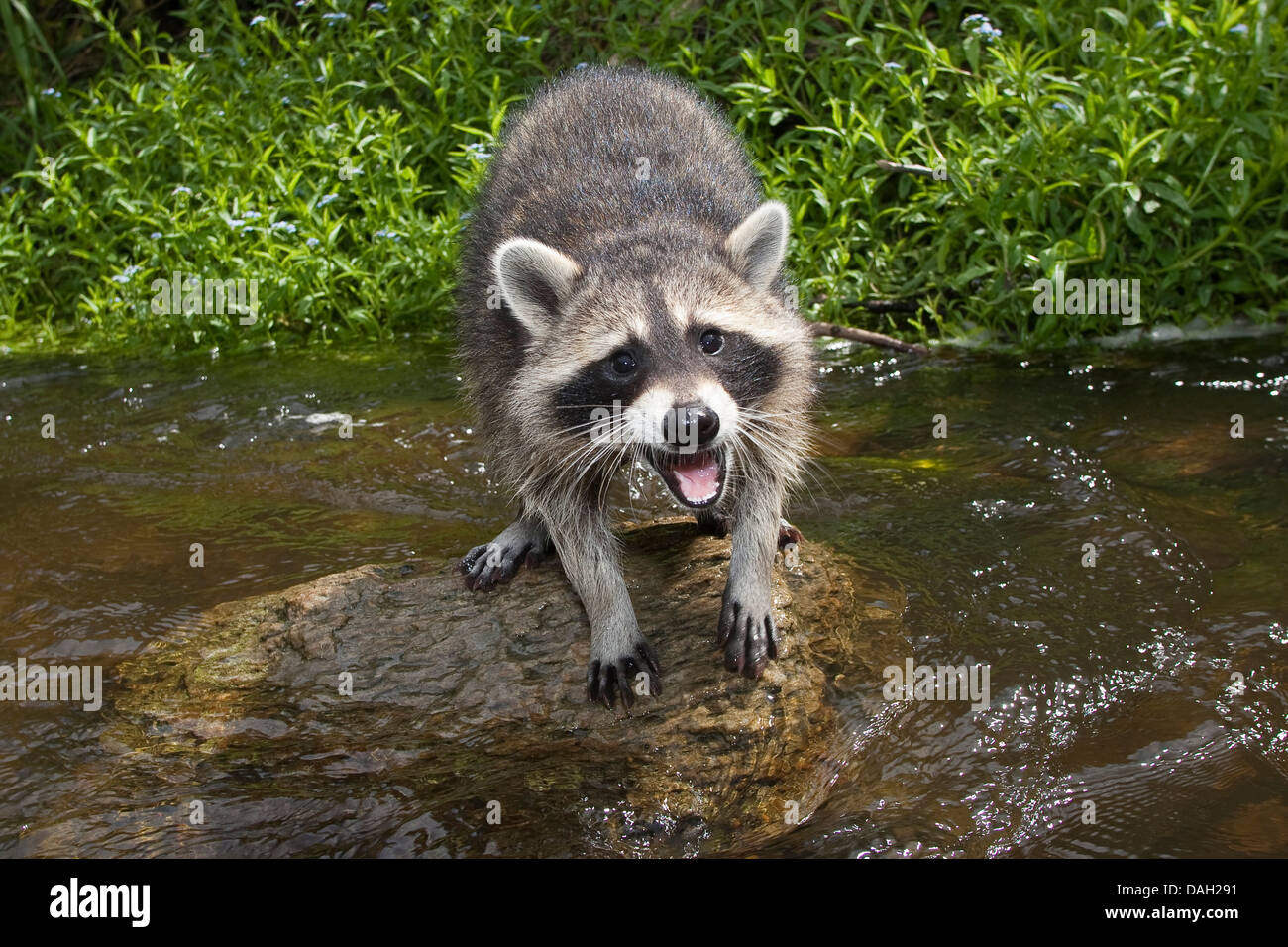 gemeinsamen Waschbär (Procyon Lotor), 4 Monate alt Männlich sitzen mit geöffneten Mund auf einem Stein im Bach, Deutschland Stockfoto